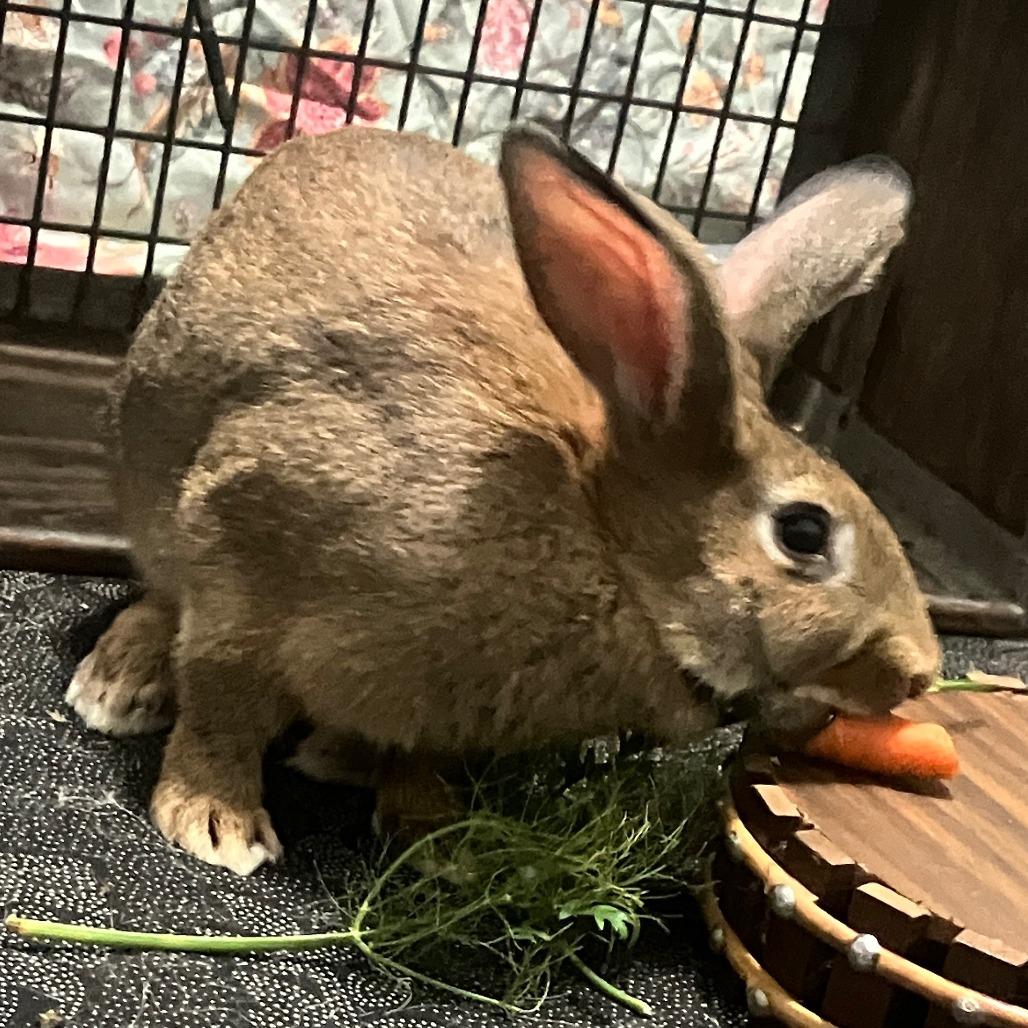 Enlarge Sumo, a Adoptable Bunny Rabbit in Houston, TX image 1/4
