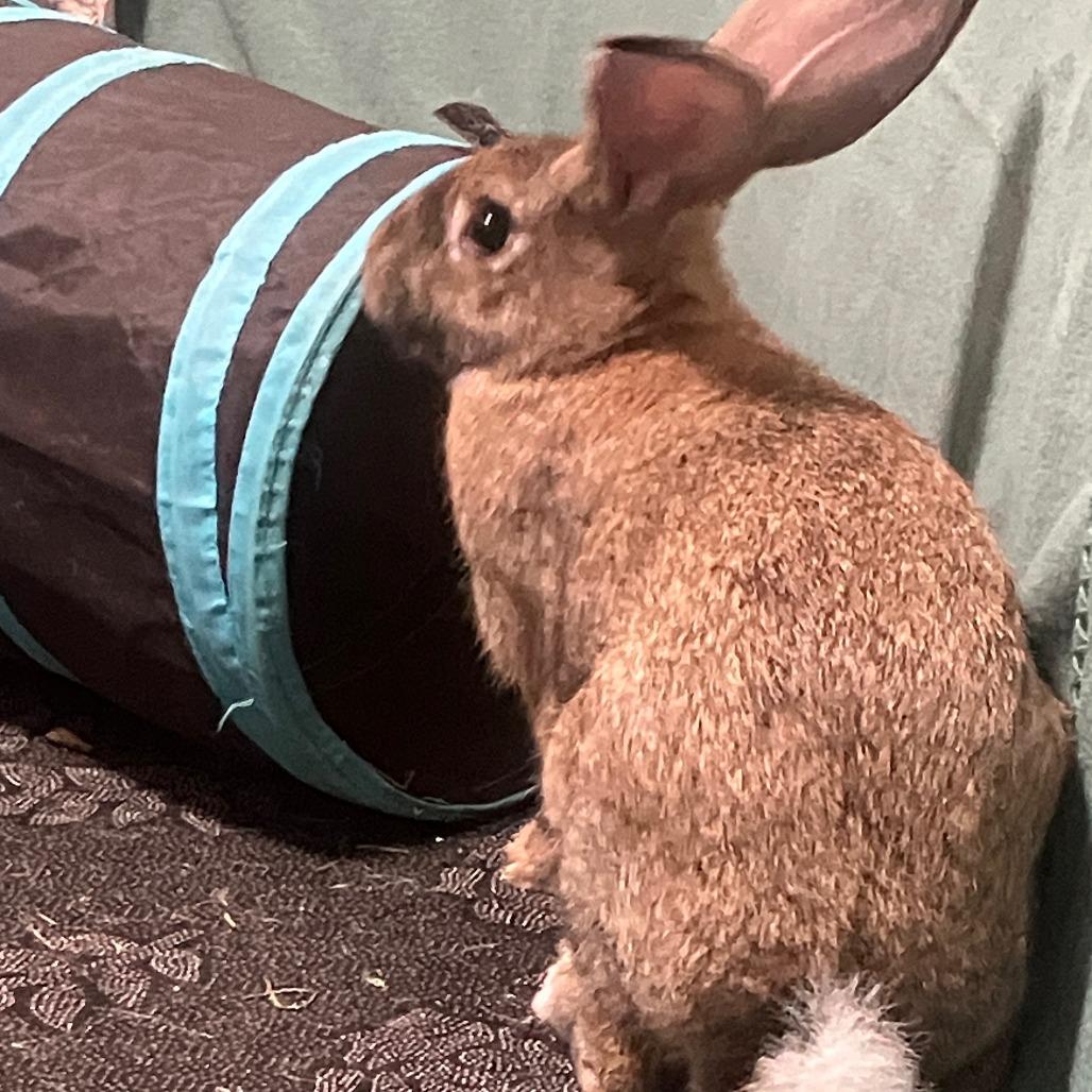 Enlarge Sumo, a Adoptable Bunny Rabbit in Houston, TX image 2/4