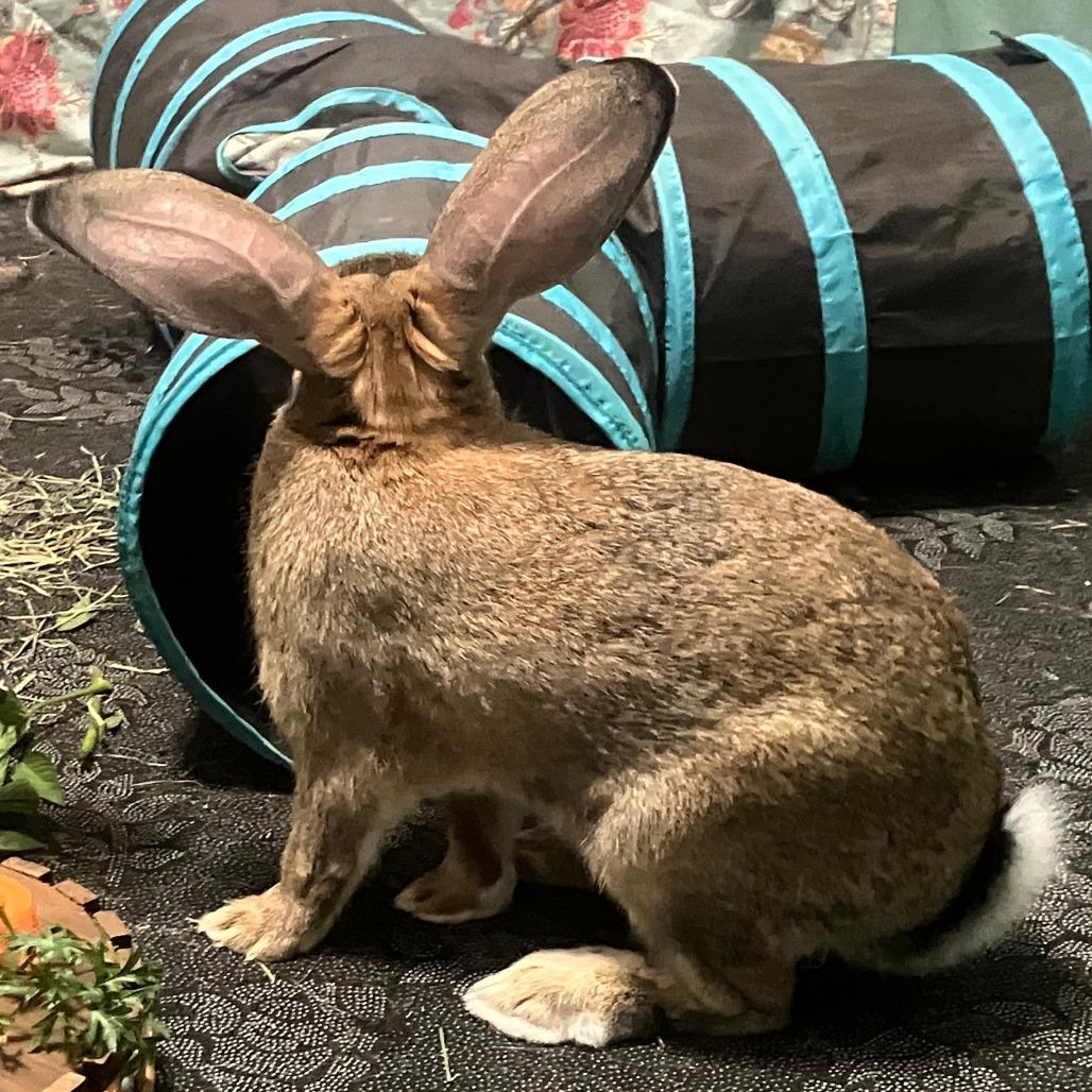 Enlarge Sumo, a Adoptable Bunny Rabbit in Houston, TX image 3/4