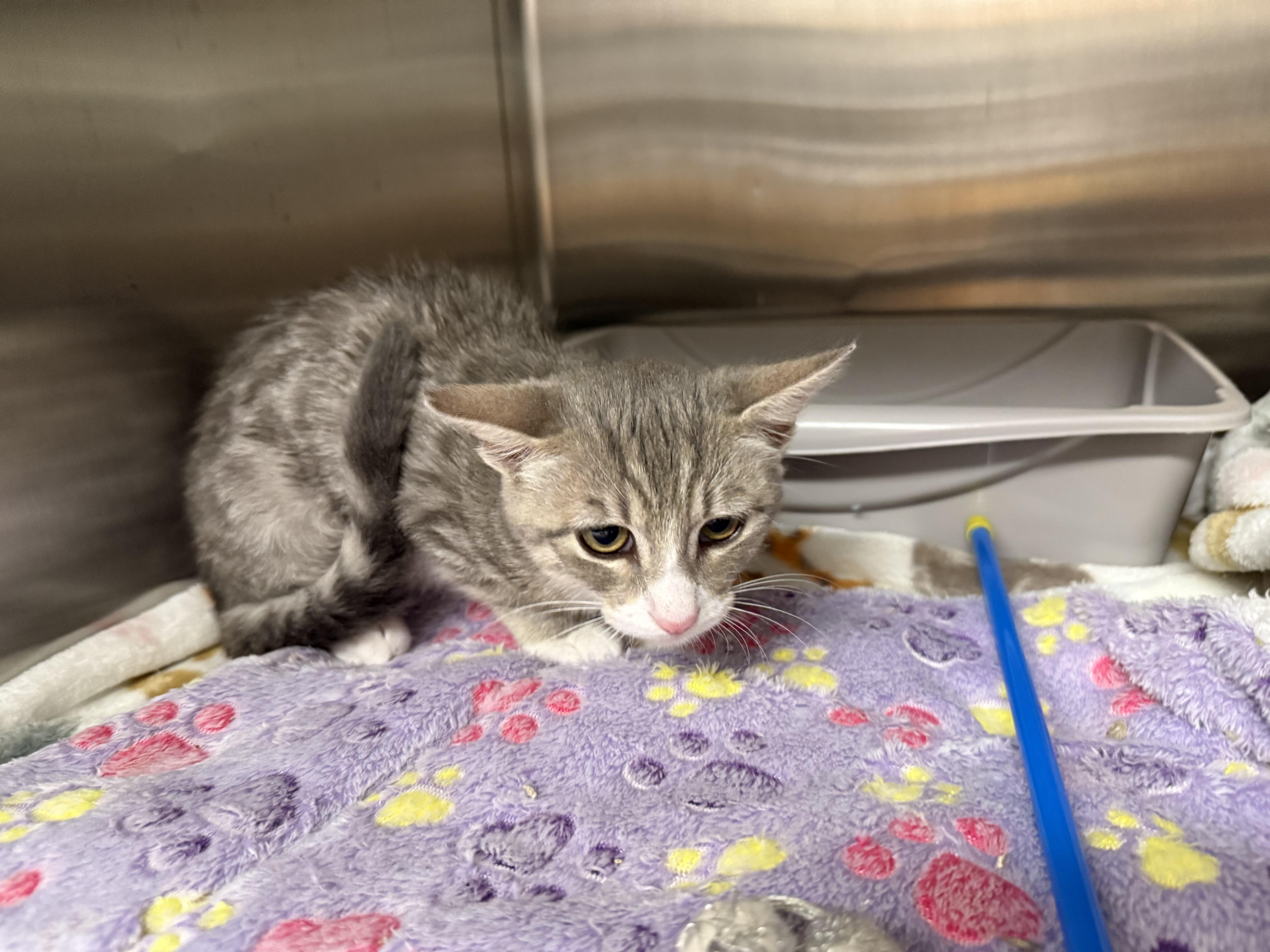 Enlarge Pearl, a Adopted American Shorthair in Honolulu, HI image 1/5