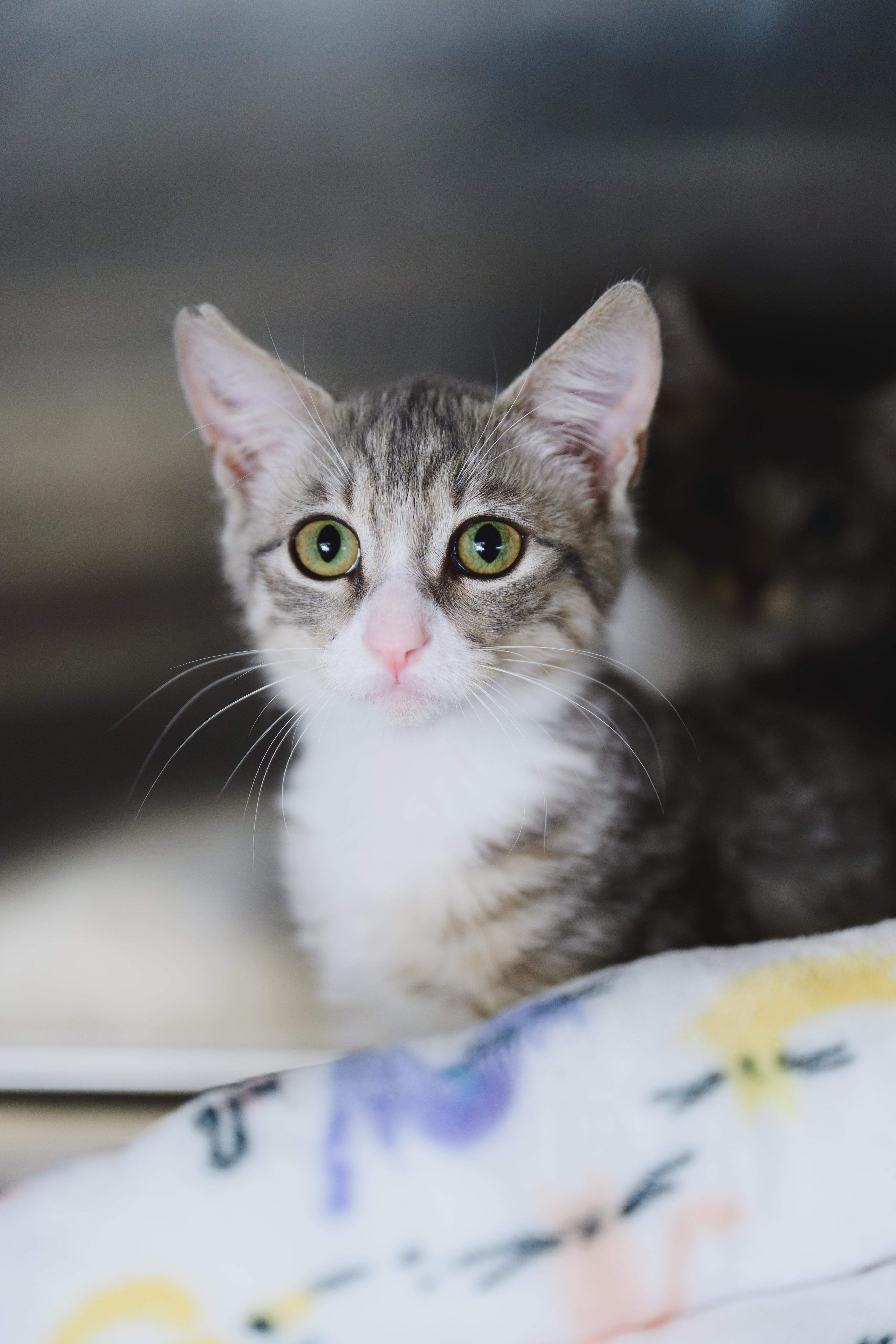 Enlarge Pearl, a Adopted American Shorthair in Honolulu, HI image 2/5