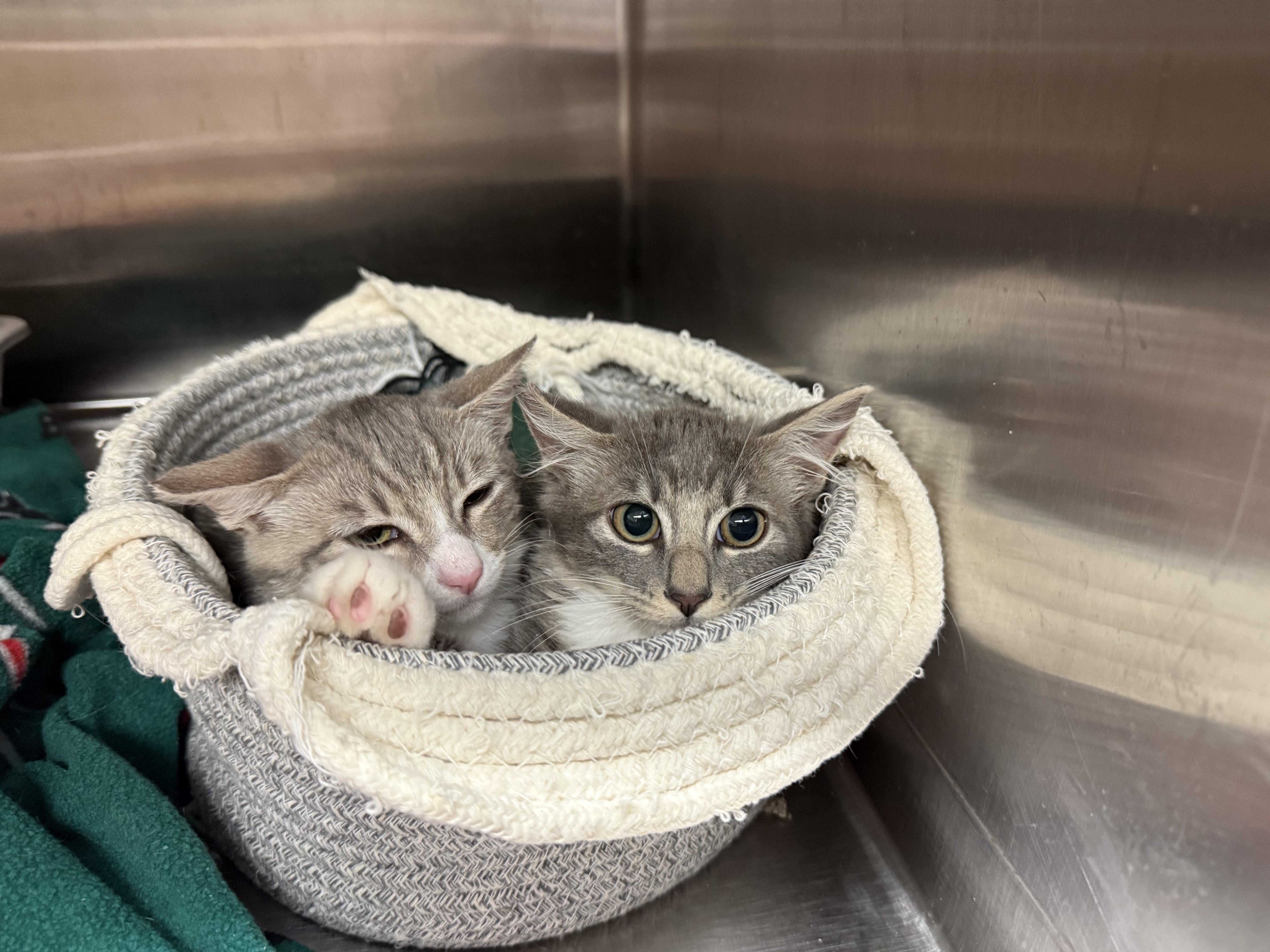 Enlarge Pearl, a Adopted American Shorthair in Honolulu, HI image 3/5