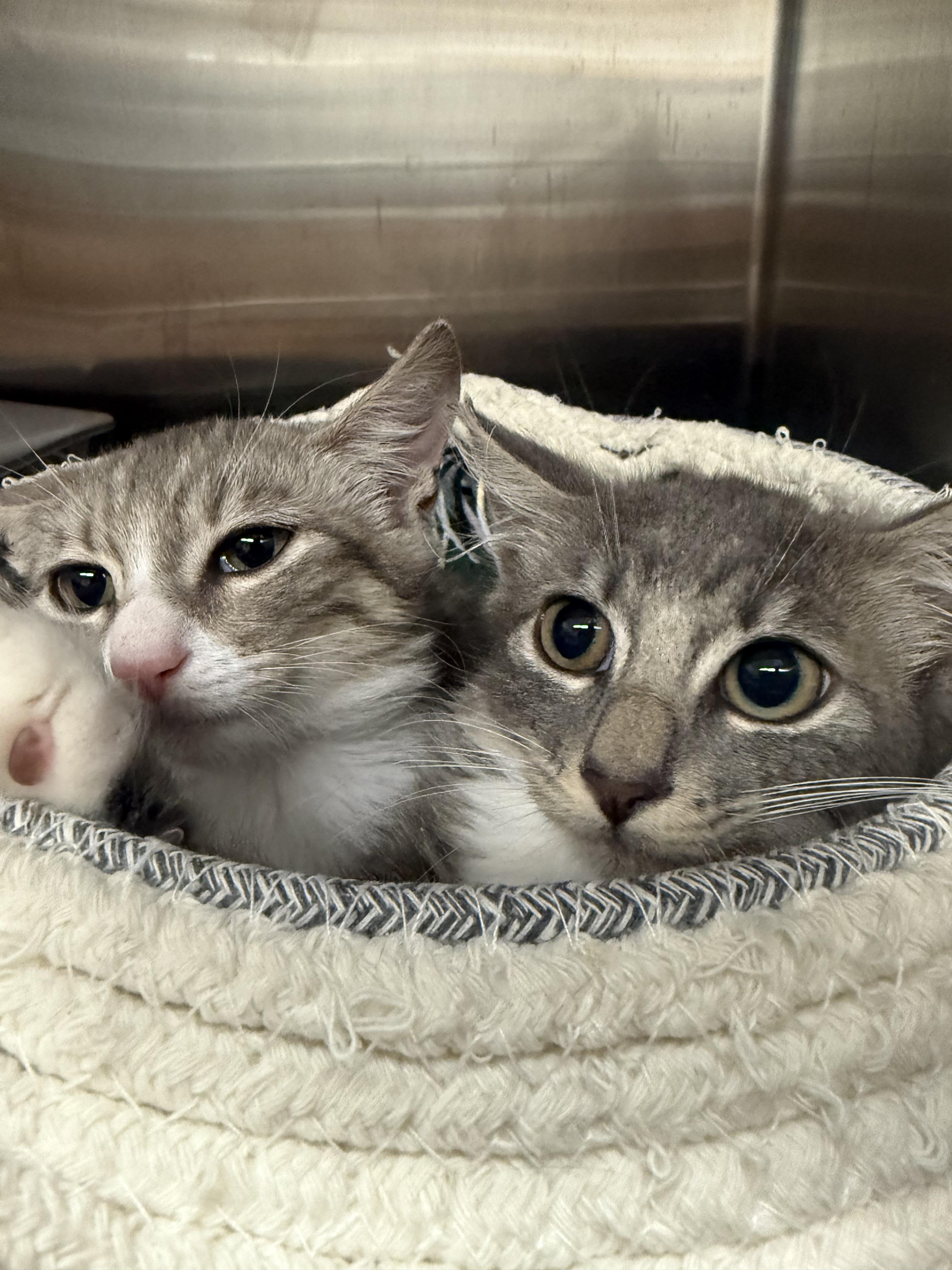 Enlarge Pearl, a Adopted American Shorthair in Honolulu, HI image 4/5