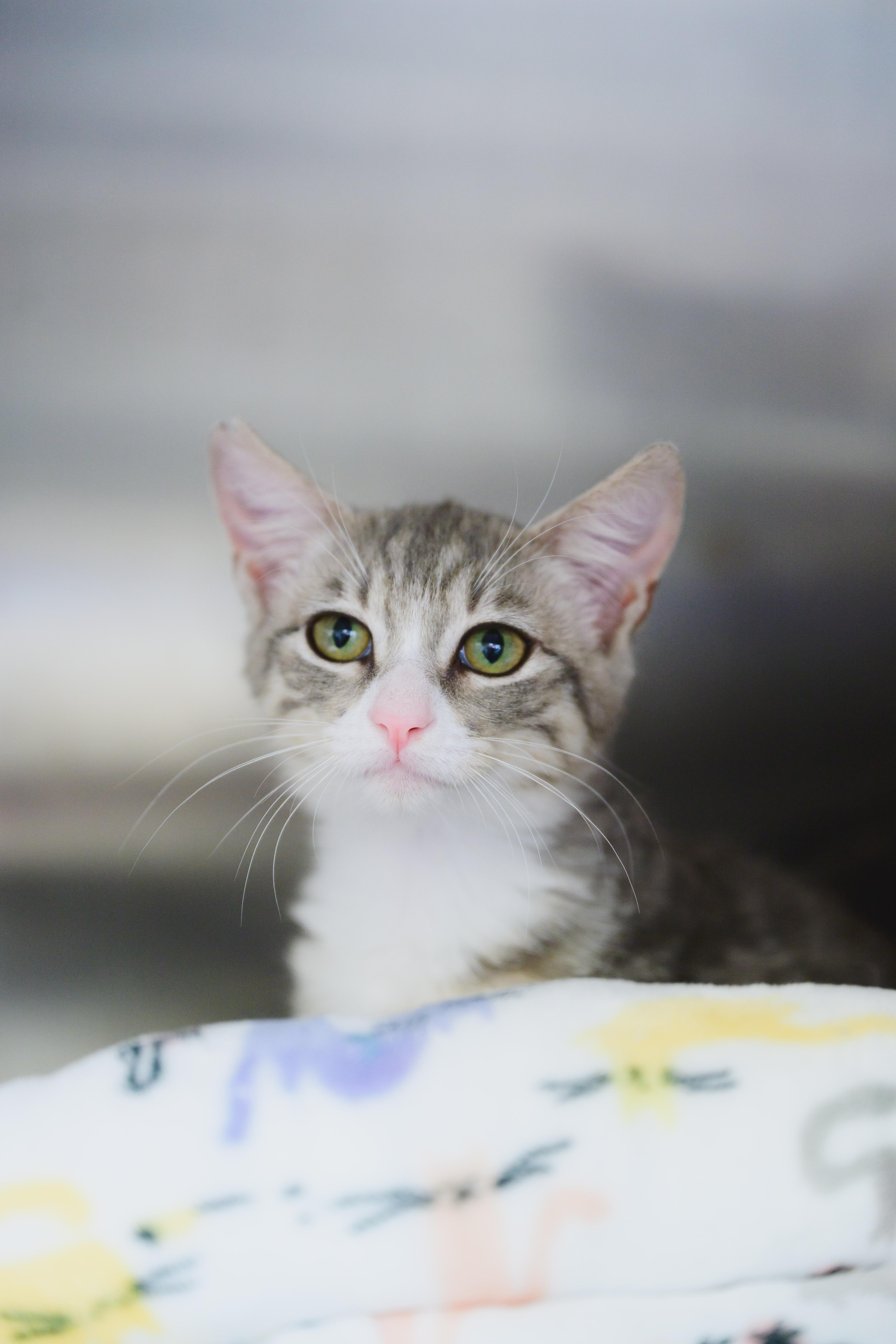 Enlarge Pearl, a Adopted American Shorthair in Honolulu, HI image 5/5