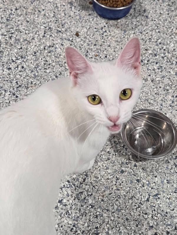 Enlarge Sugar, a Adopted Domestic Short Hair in Columbia, MO image 2/2