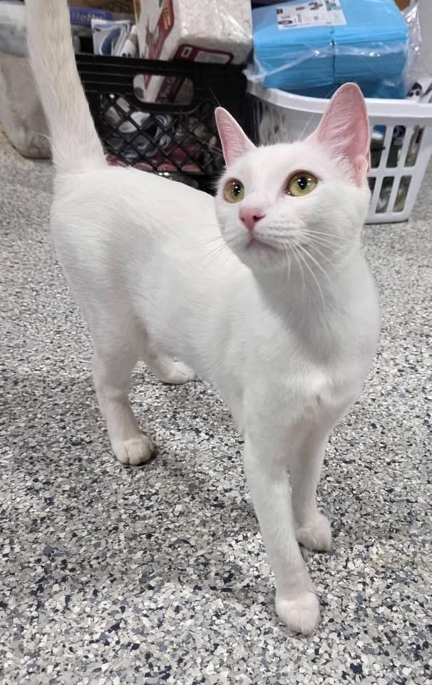 Sugar, Adopted, Adult Female Domestic Short Hair.