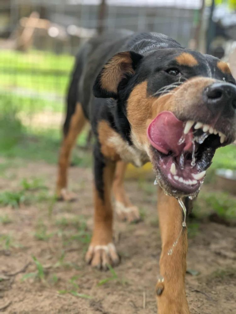 Elderberry, Adoptable, Puppy Male Hound.