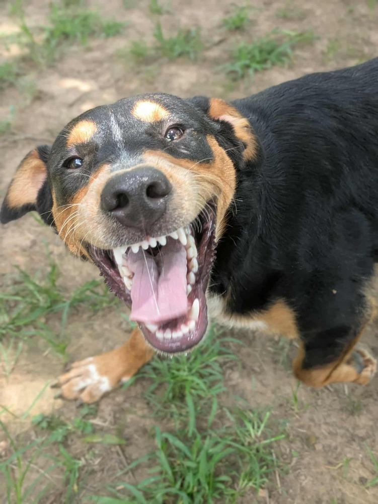Elderberry, a Adoptable mixed breed in Dover, AR image 3/6