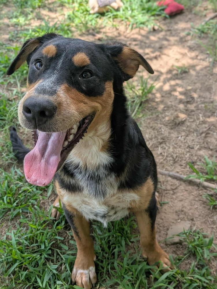 Elderberry, a Adoptable mixed breed in Dover, AR image 3/6
