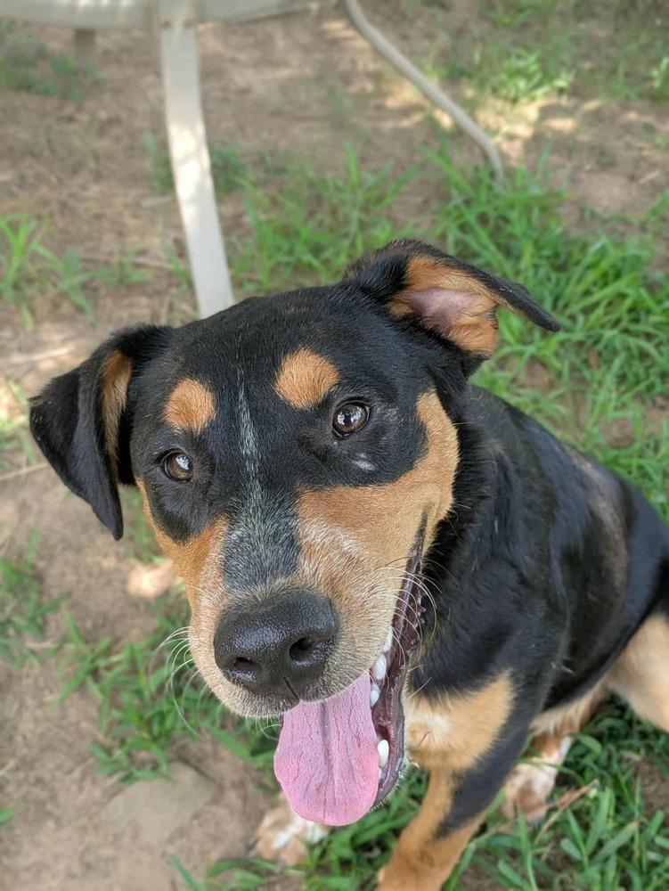 Elderberry, a Adoptable mixed breed in Dover, AR image 4/6