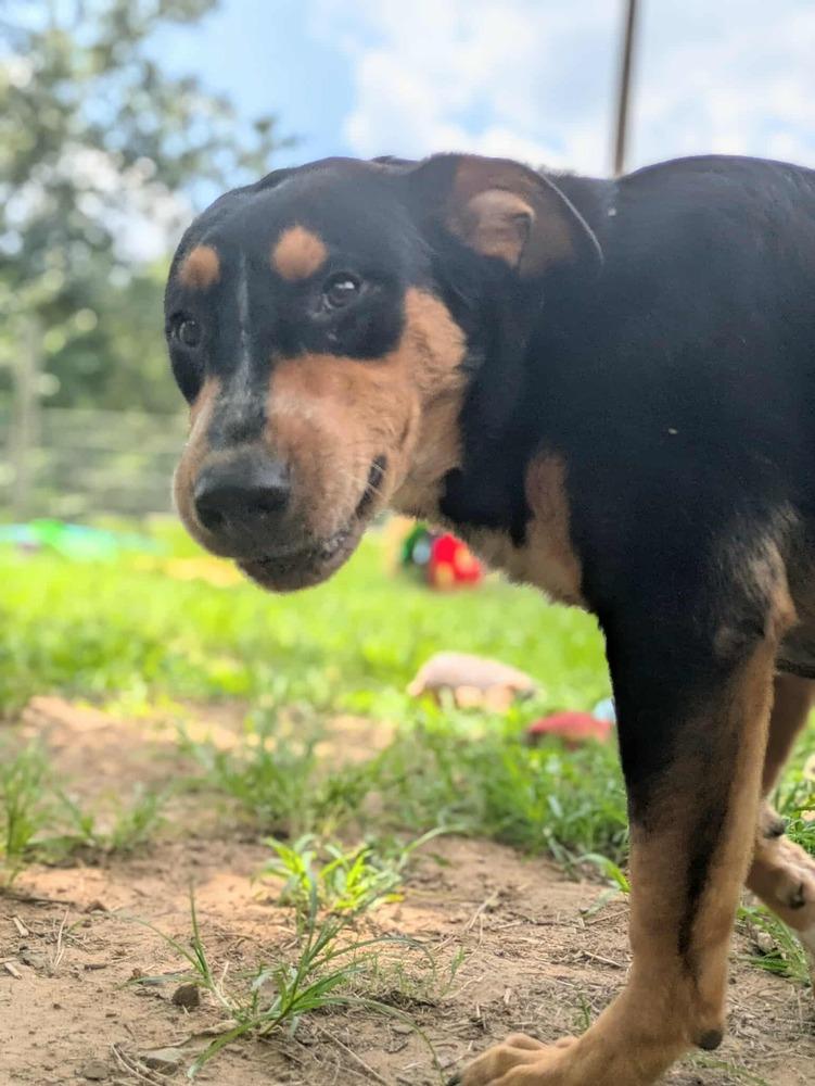 Elderberry, a Adoptable mixed breed in Dover, AR image 6/6