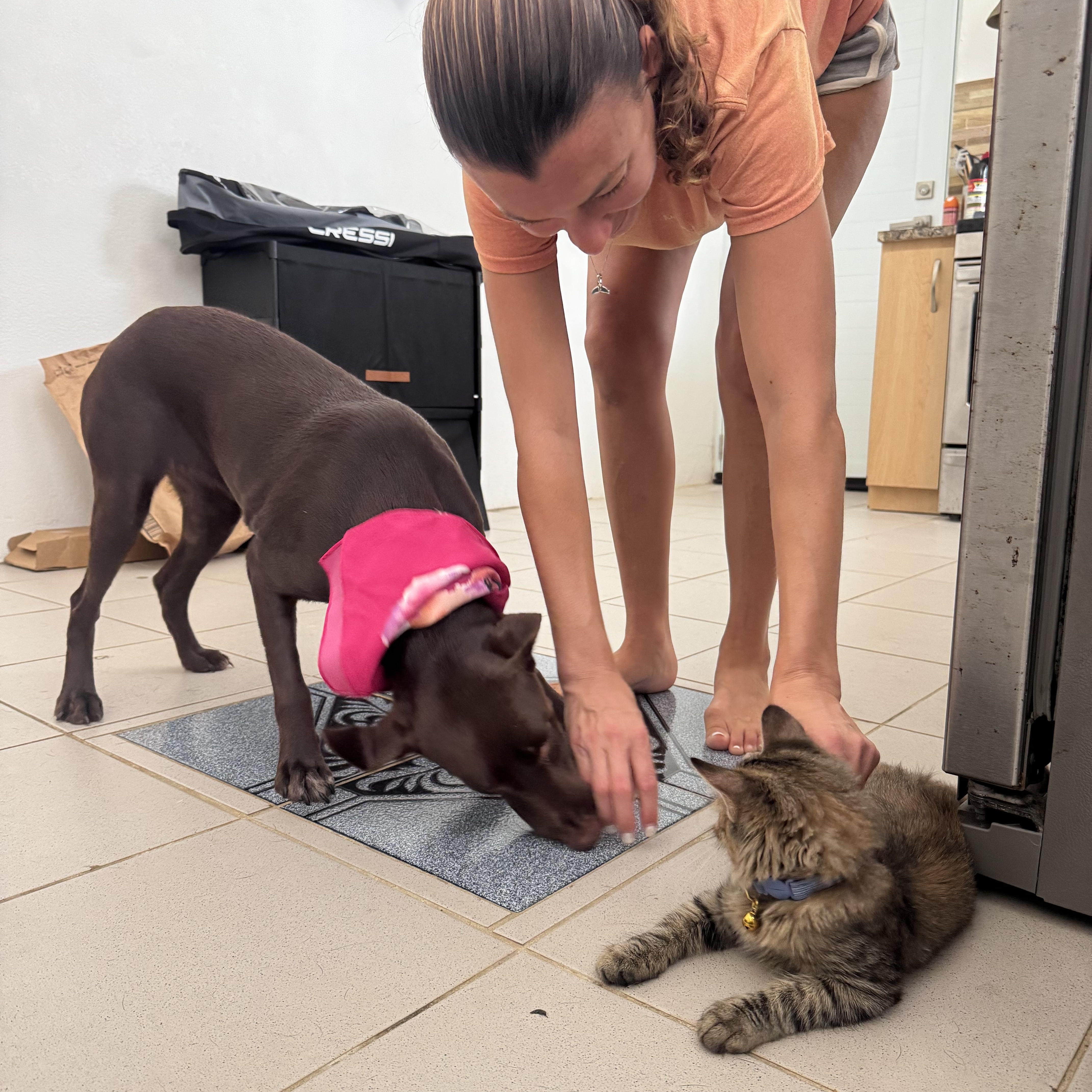 OLIVIA, a Adoptable Chocolate Labrador Retriever in Washington, DC image 3/5