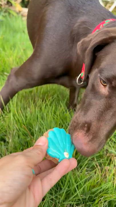Enlarge OLIVIA, a Adoptable Chocolate Labrador Retriever in Washington, DC video 4/5
