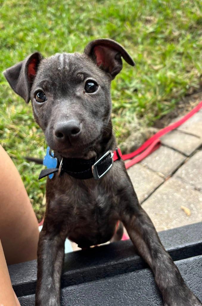 Enlarge Bosley, a Adoptable mixed breed in Orlando, FL image 1/1