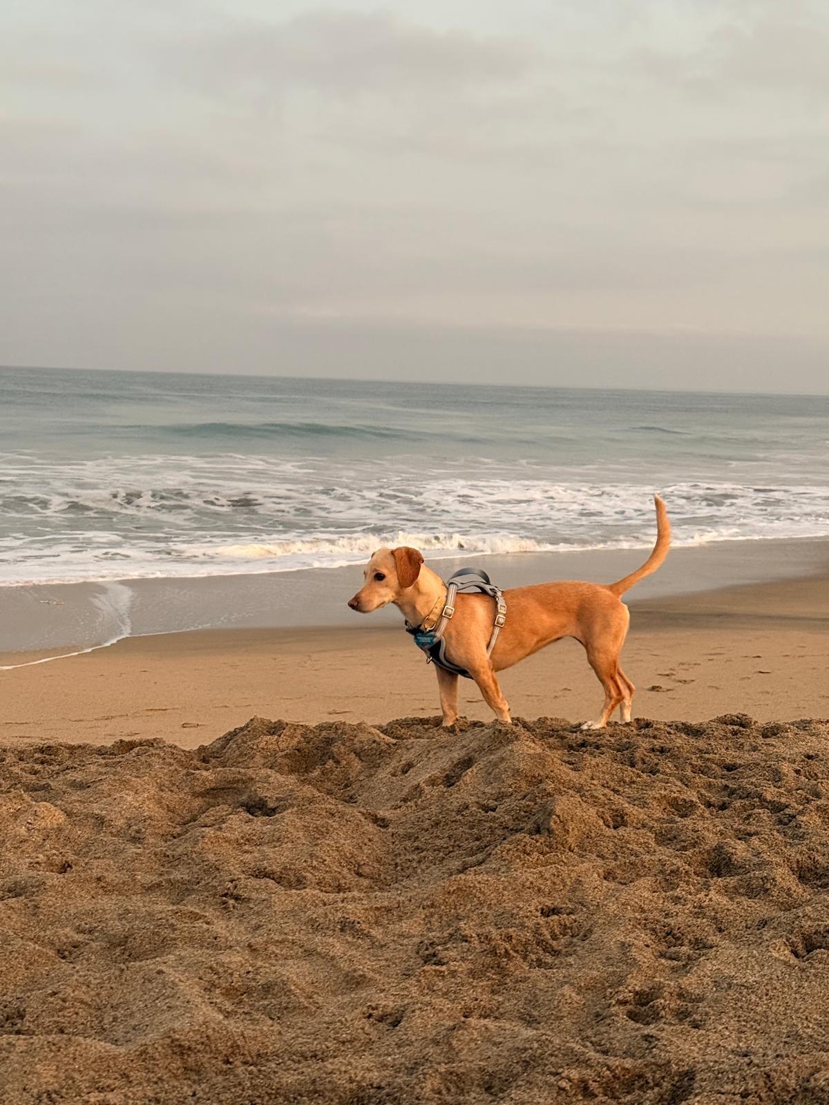 Enlarge Lenny, an adopted mixed breed in Bend, FL image 2/6
