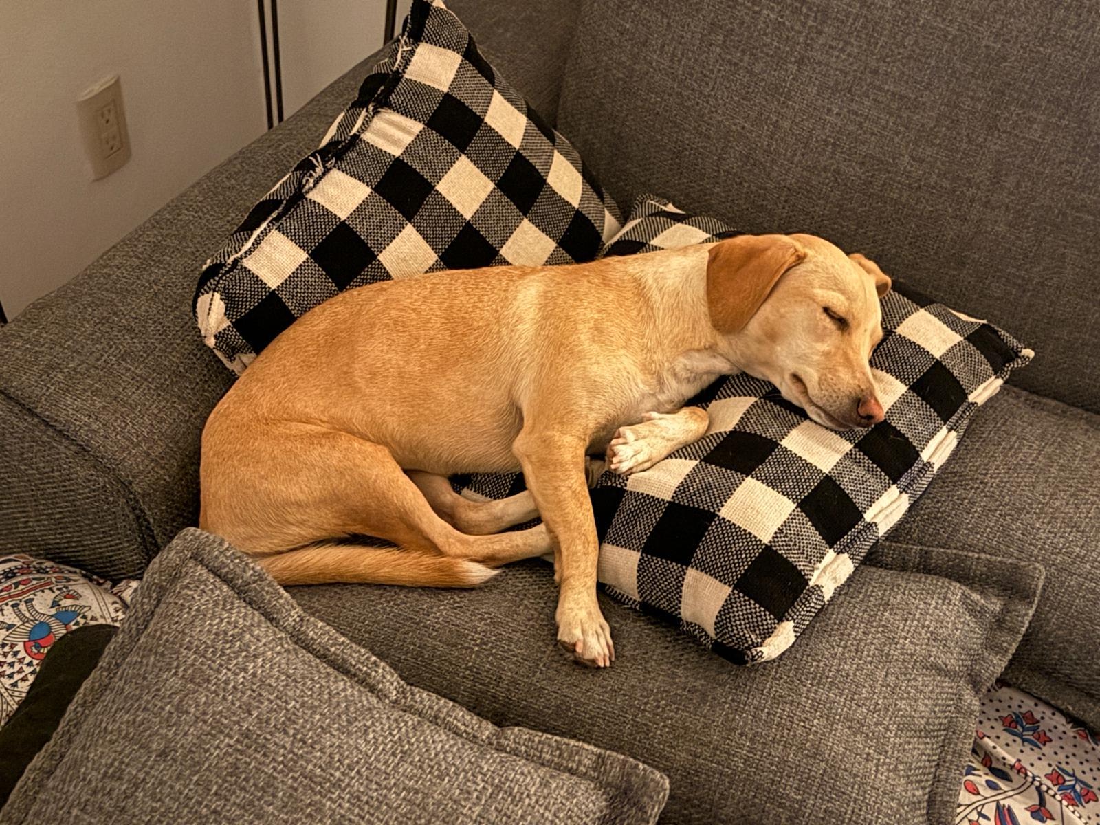 Enlarge Lenny, an adopted mixed breed in Bend, FL image 4/6