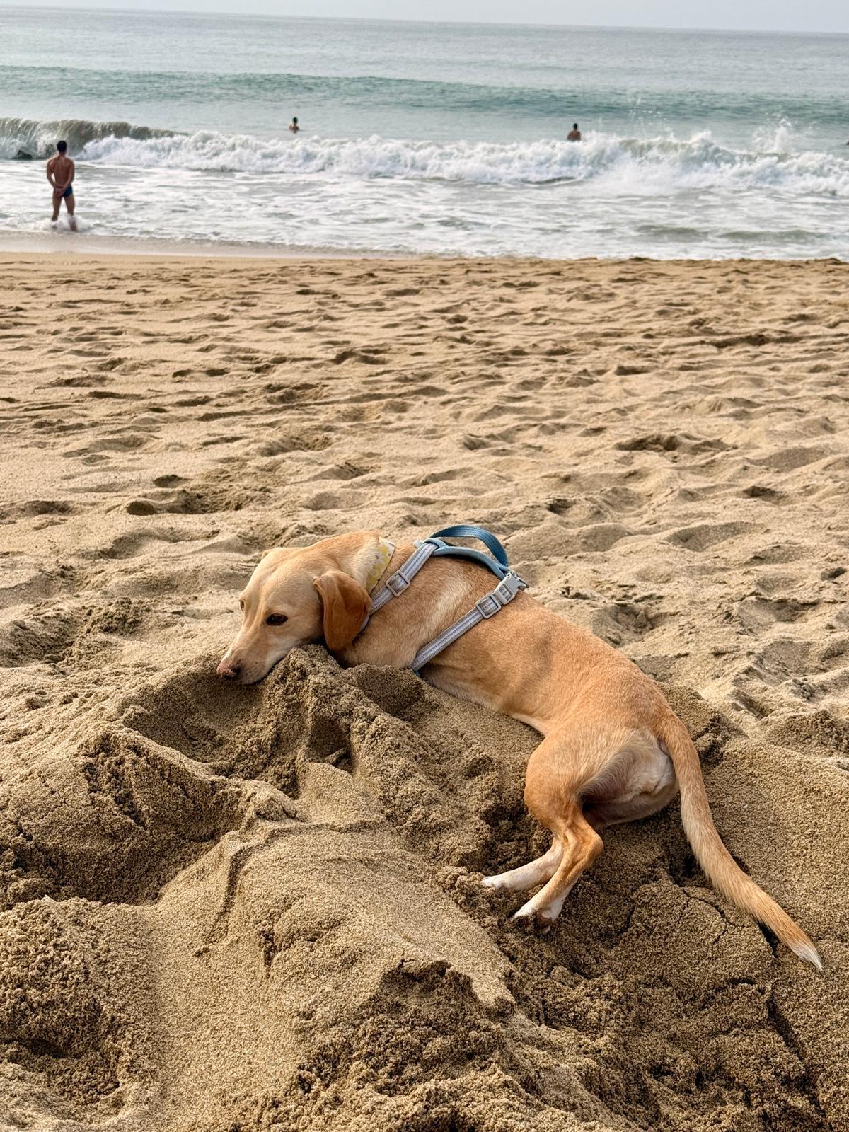 Enlarge Lenny, an adopted mixed breed in Bend, FL image 5/6