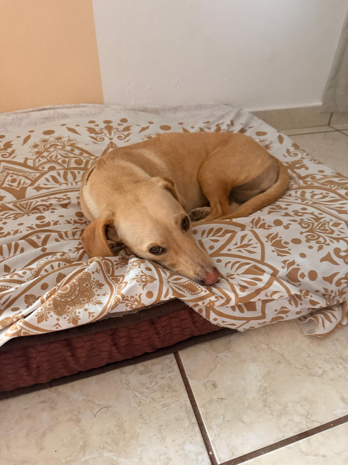 Enlarge Lenny, an adopted mixed breed in Bend, FL image 6/6