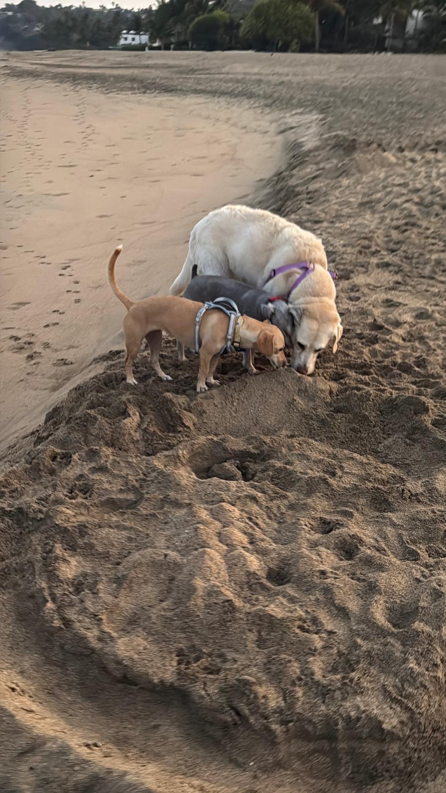 Enlarge Lenny, an adopted mixed breed in Bend, FL image 3/6
