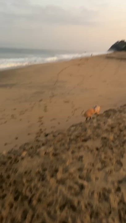 Enlarge Lenny, an adopted mixed breed in Bend, FL video 1/6