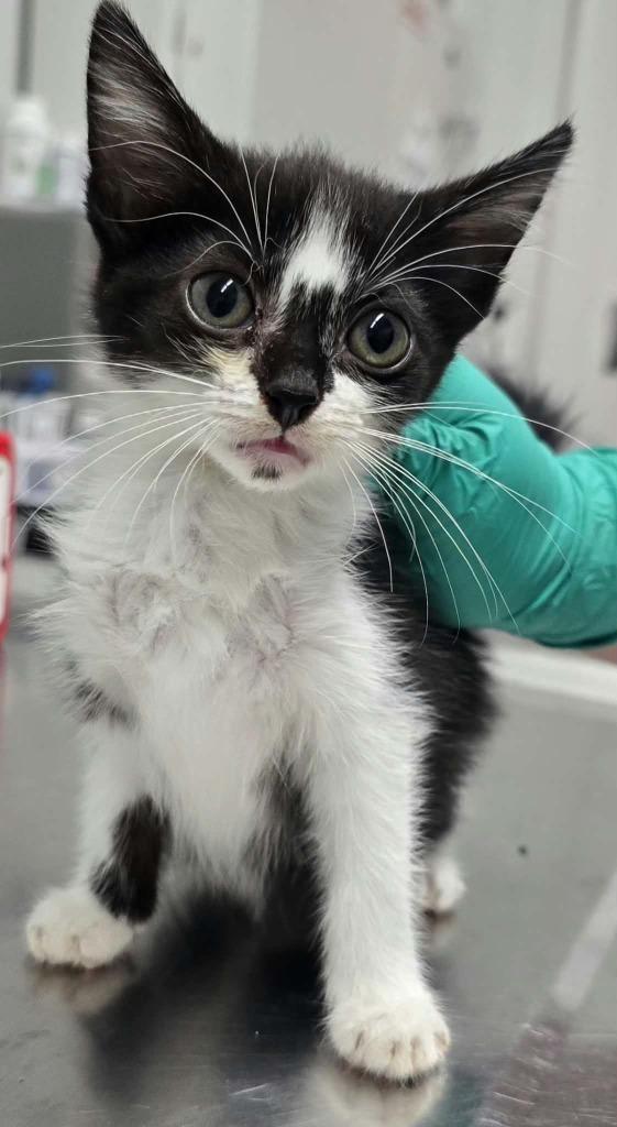 Molly, Adoptable, Kitten Female Domestic Short Hair.