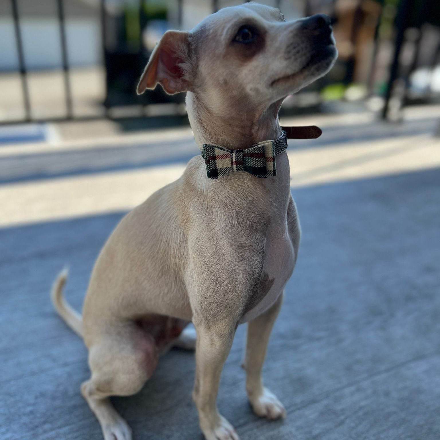 Felix, a Adopted mixed breed in Coquitlam, BC image 1/4