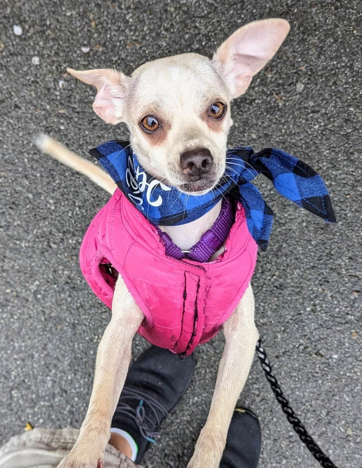 Felix, a Adopted mixed breed in Coquitlam, BC image 2/4