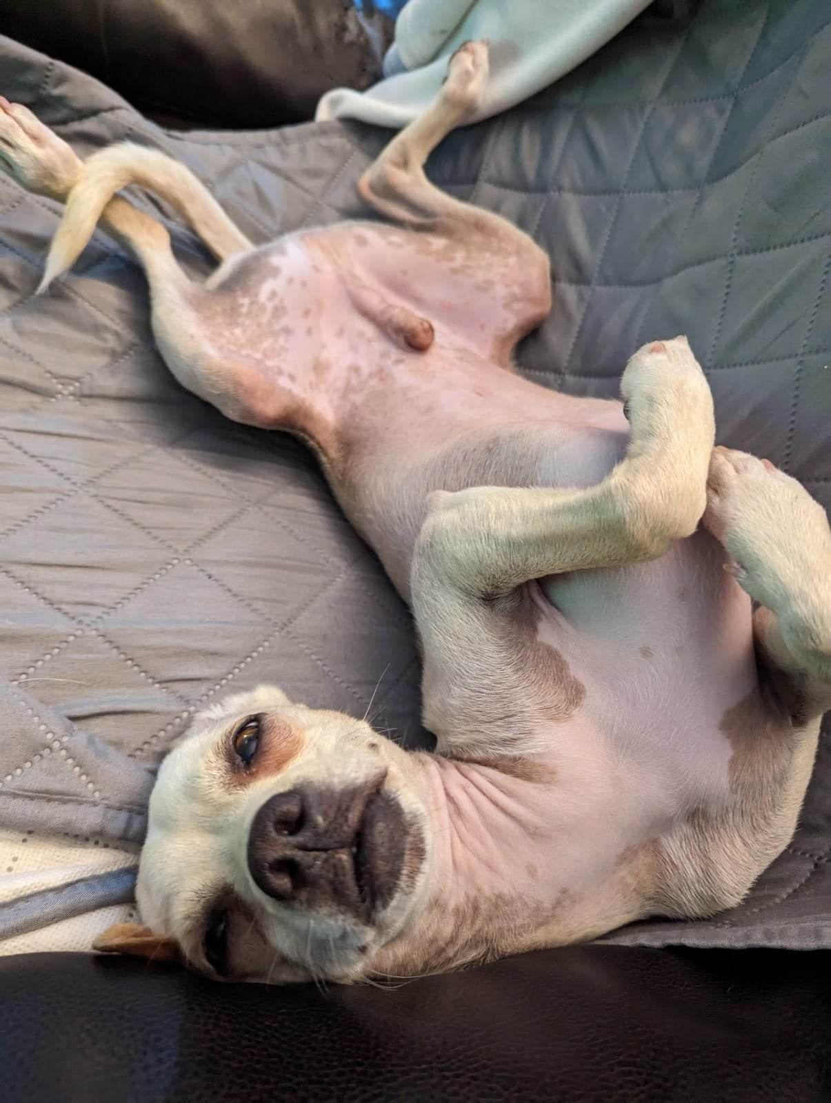 Felix, a Adopted mixed breed in Coquitlam, BC image 3/4