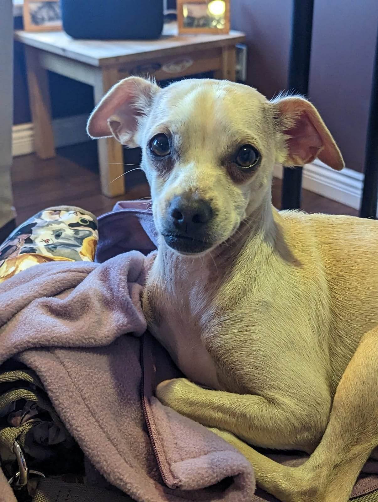 Felix, a Adopted mixed breed in Coquitlam, BC image 4/4