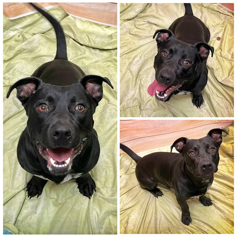 Dennis, ADOPTABLE, Adult Male Pit Bull Terrier.