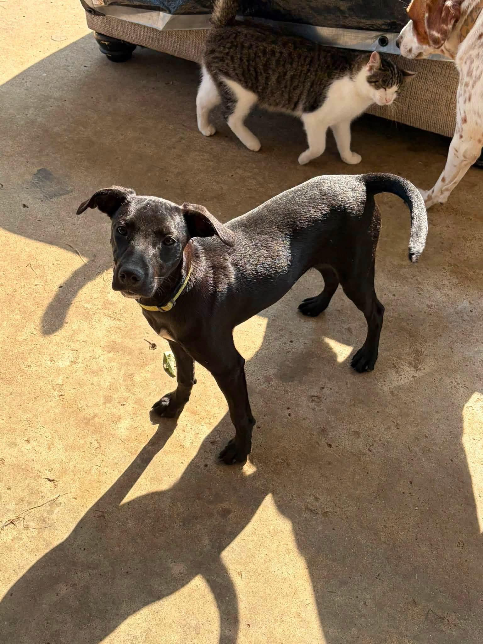 Lily Lou, a ADOPTABLE mixed breed in Louisville, KY image 2/2
