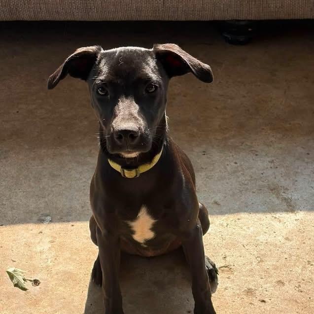 Lily Lou, ADOPTABLE, Puppy Female Labrador Retriever.