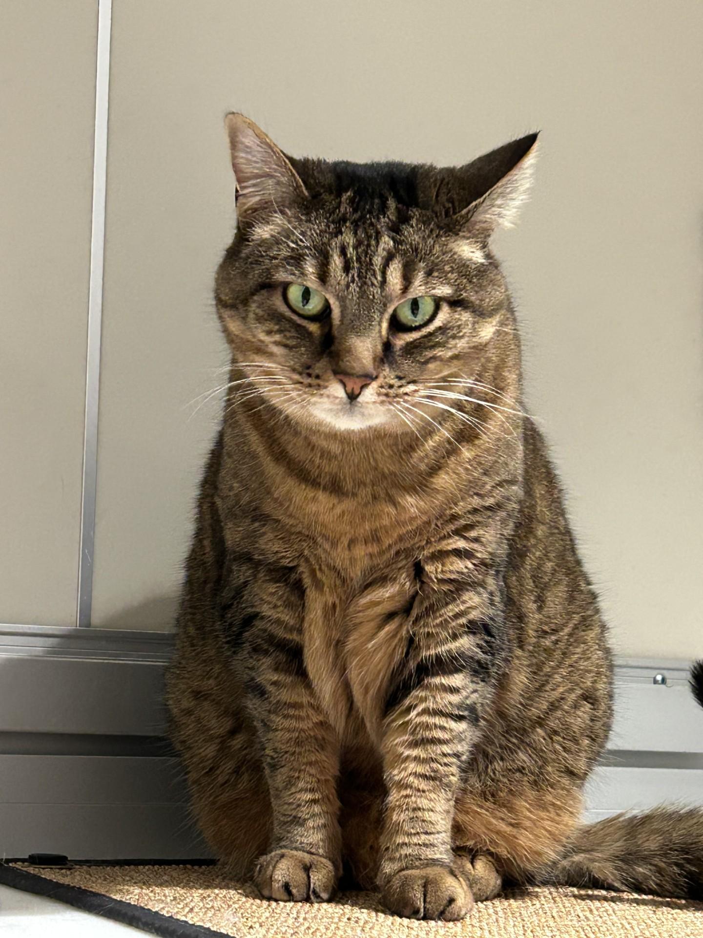 Enlarge Ruth, a ADOPTABLE Domestic Short Hair in Hamilton, MT image 2/5