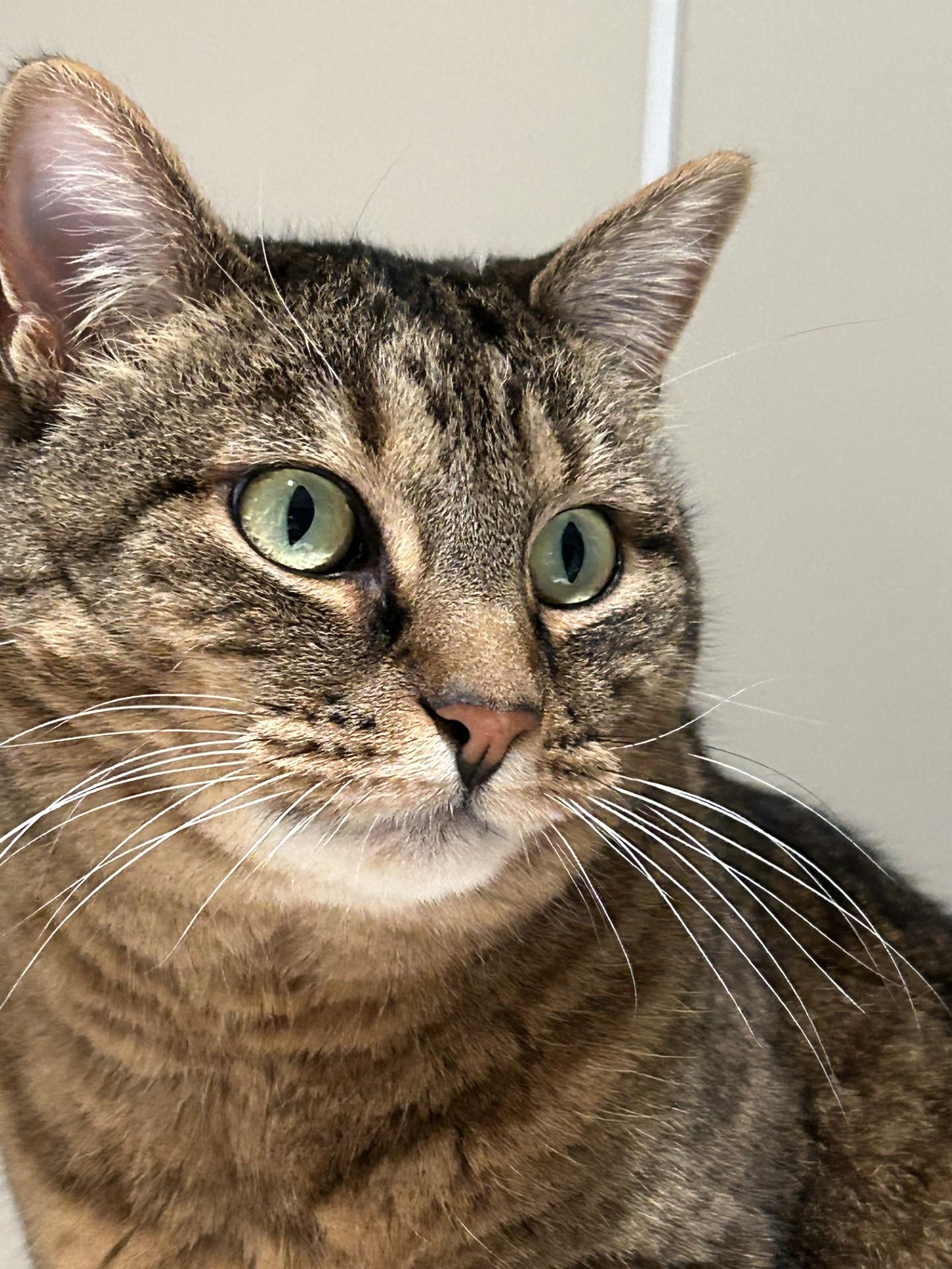 Enlarge Ruth, a ADOPTABLE Domestic Short Hair in Hamilton, MT image 1/5