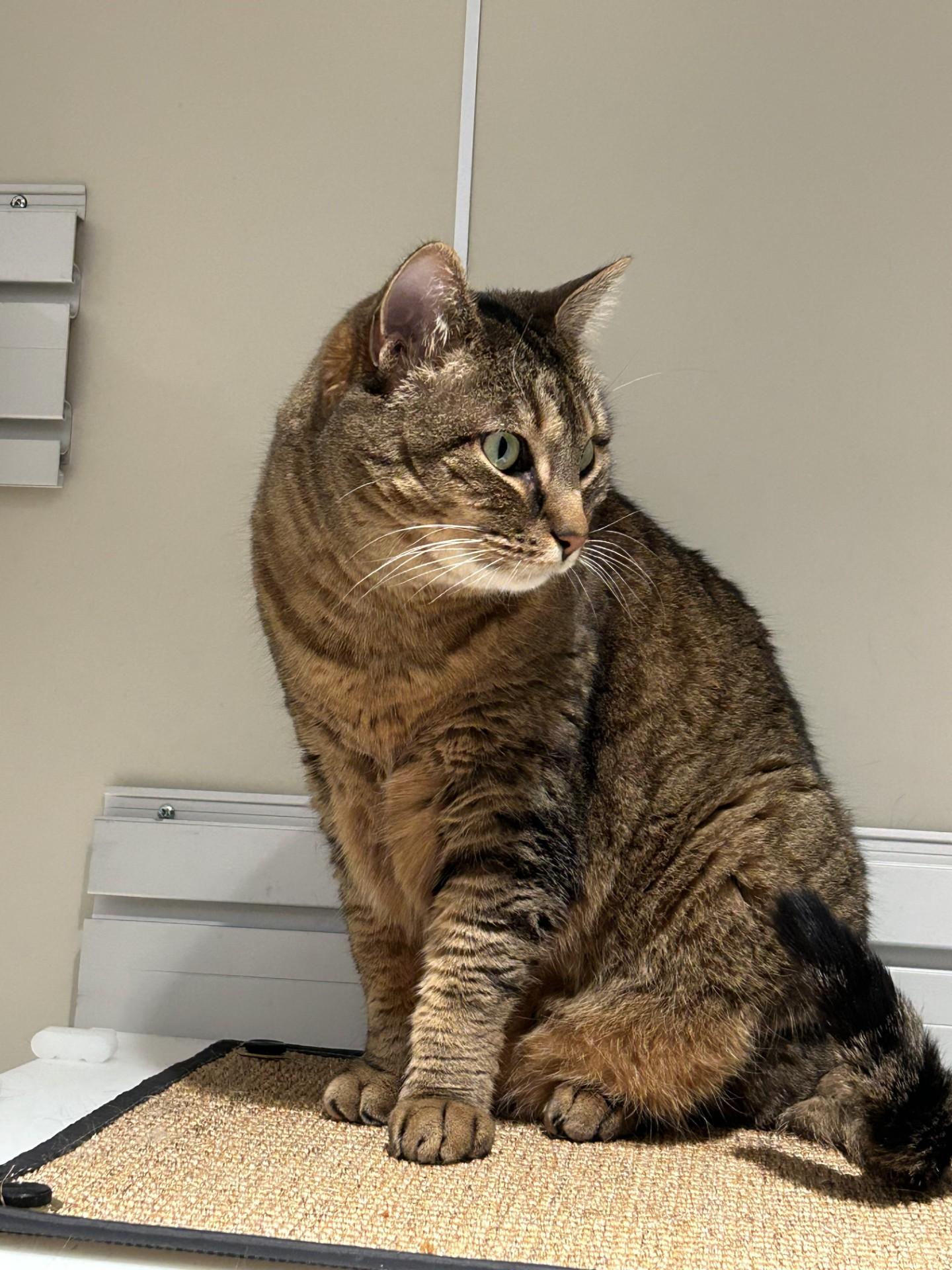 Enlarge Ruth, a ADOPTABLE Domestic Short Hair in Hamilton, MT image 4/5