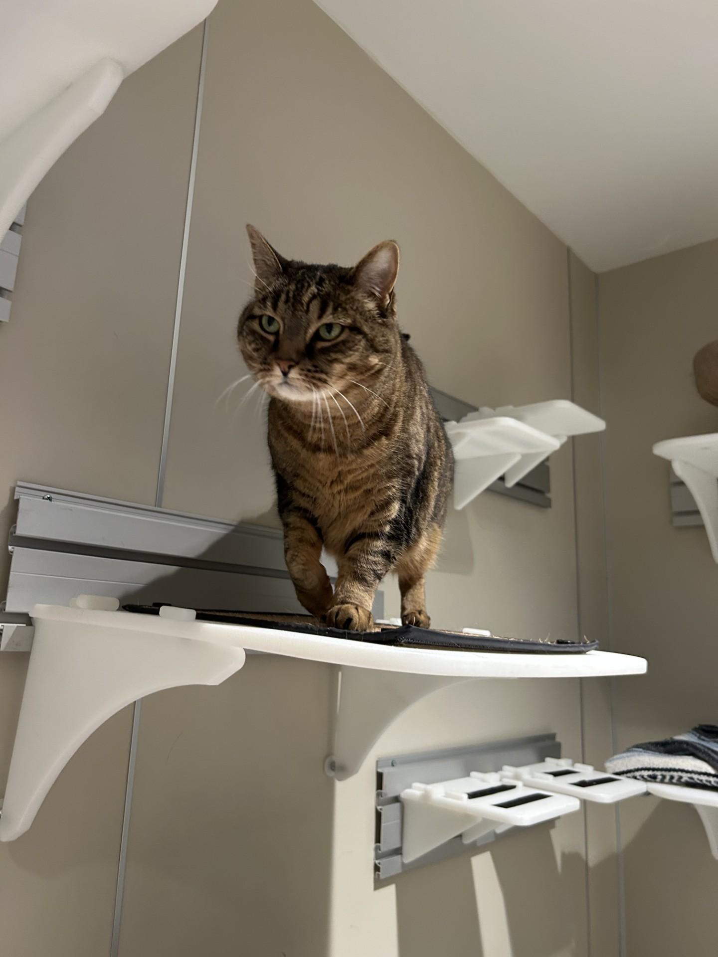 Enlarge Ruth, a ADOPTABLE Domestic Short Hair in Hamilton, MT image 5/5