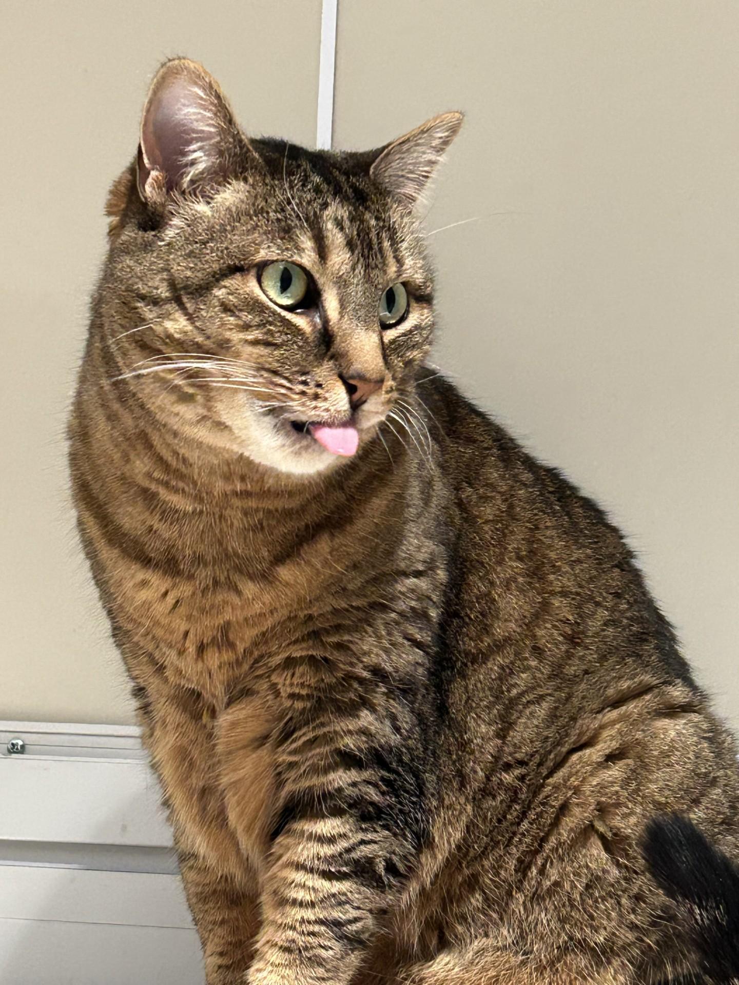 Enlarge Ruth, a ADOPTABLE Domestic Short Hair in Hamilton, MT image 3/5