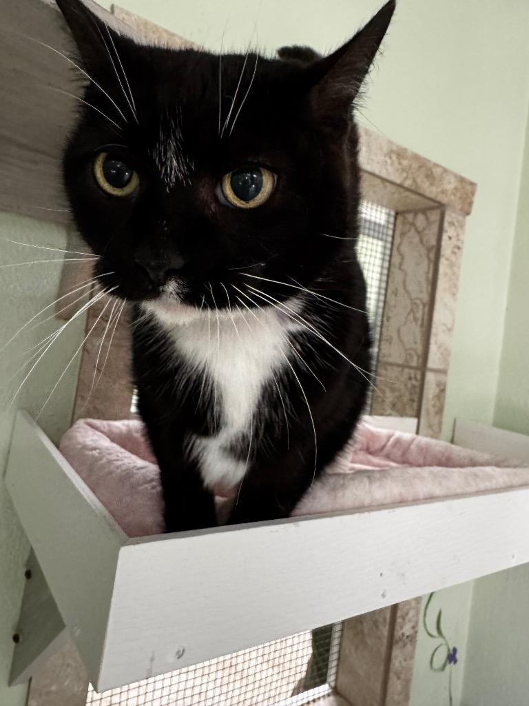 Penelope, Adoptable, Adult Female Domestic Short Hair.