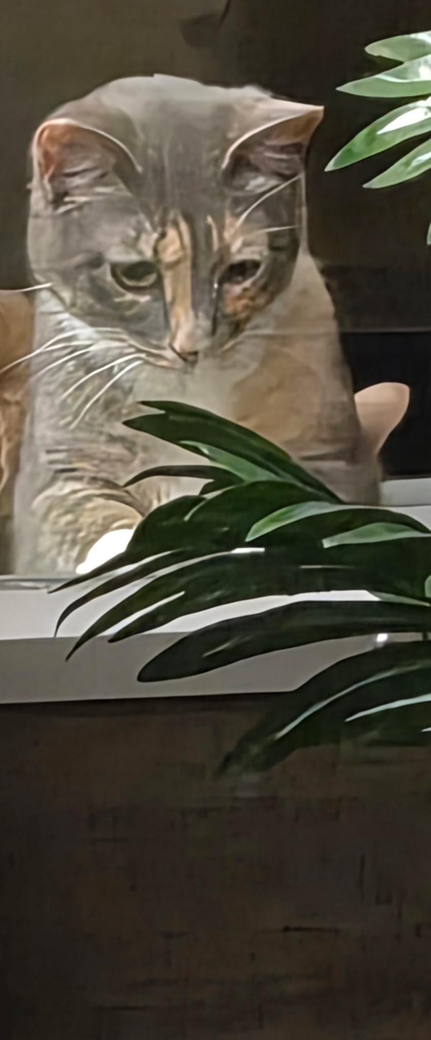 Enlarge Penny, a ADOPTABLE Dilute Calico in Belleville, IL image 4/4