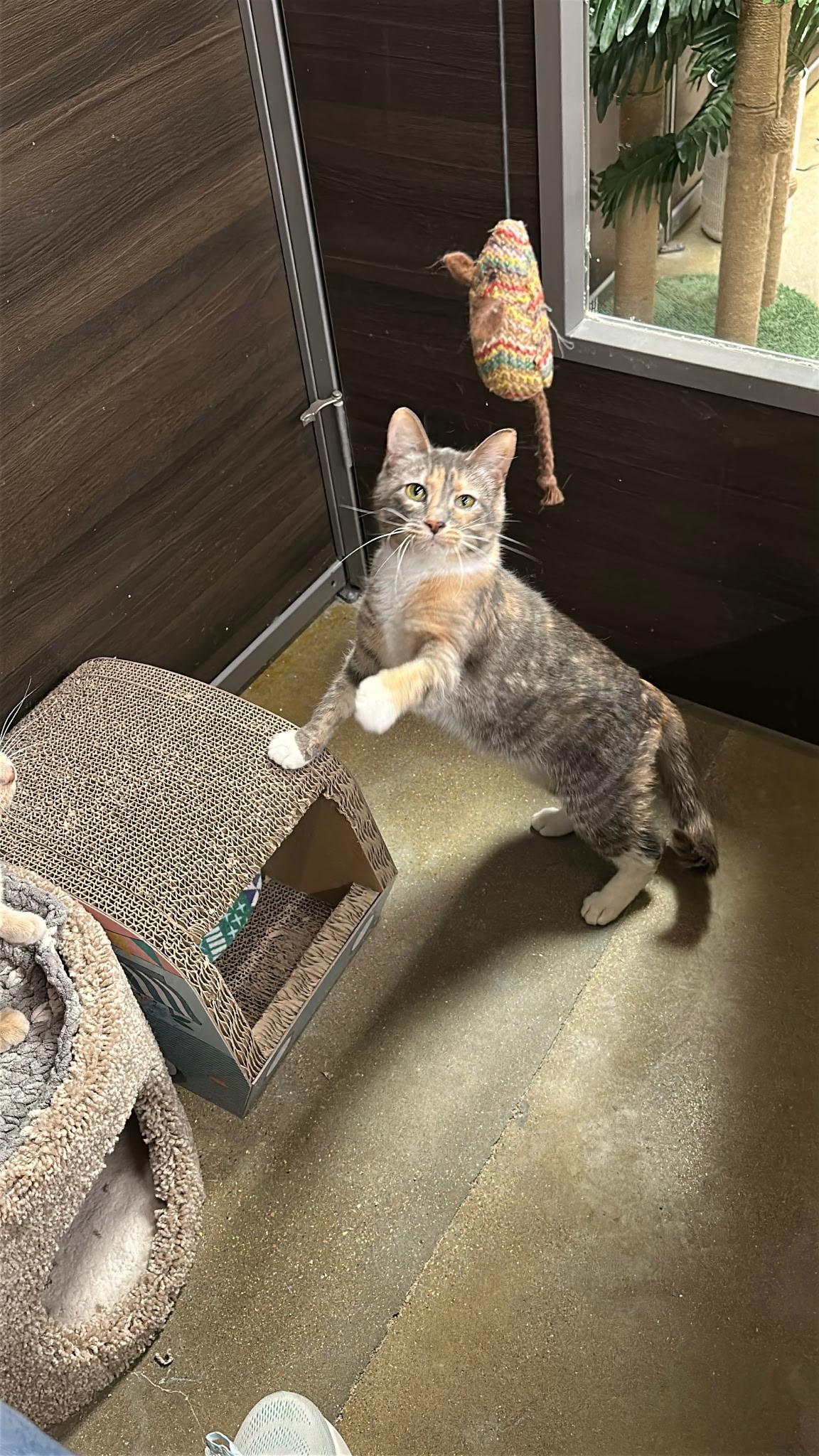 Enlarge Penny, a ADOPTABLE Dilute Calico in Belleville, IL image 3/4