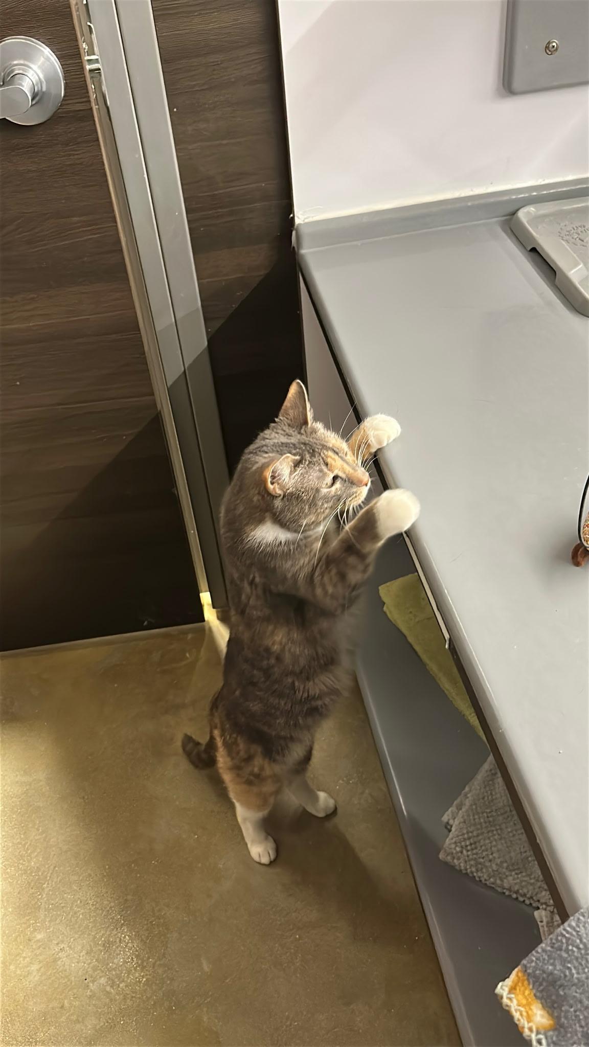 Enlarge Penny, a ADOPTABLE Dilute Calico in Belleville, IL image 2/4