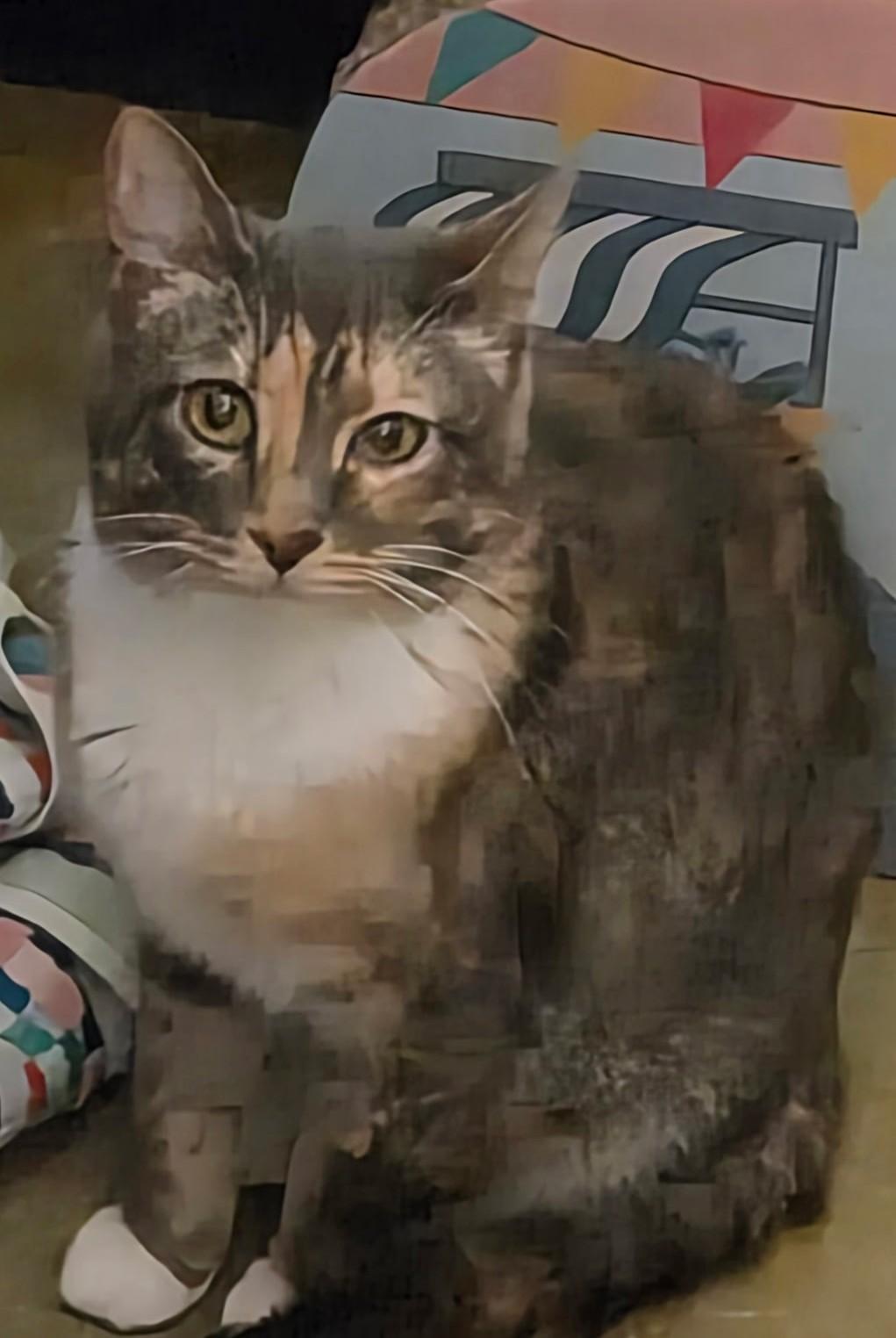 Enlarge Penny, a ADOPTABLE Dilute Calico in Belleville, IL image 1/4