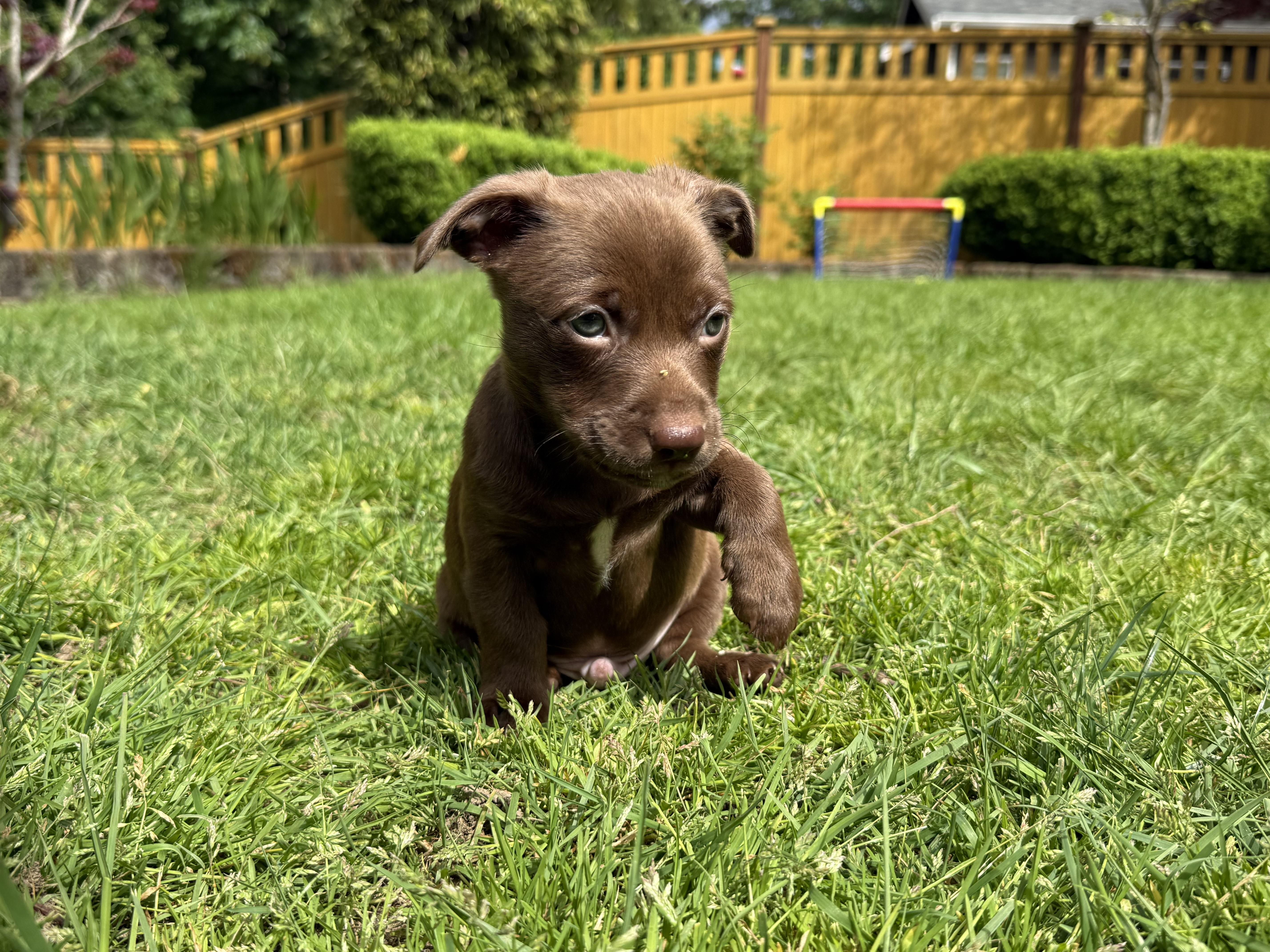 Shandy, a ADOPTABLE mixed breed in Lacey, WA image 5/6