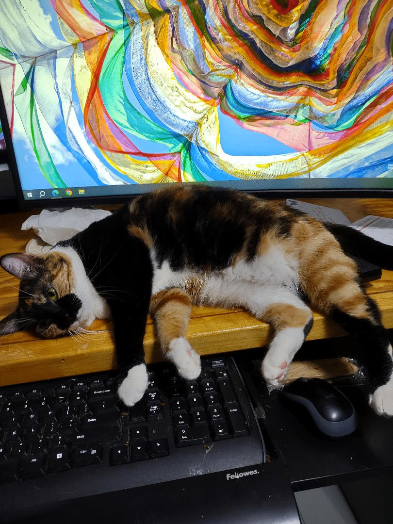 Prescious, a Adoptable Calico in Simms, TX image 1/2