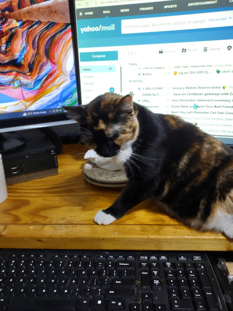 Prescious, a Adoptable Calico in Simms, TX image 2/2