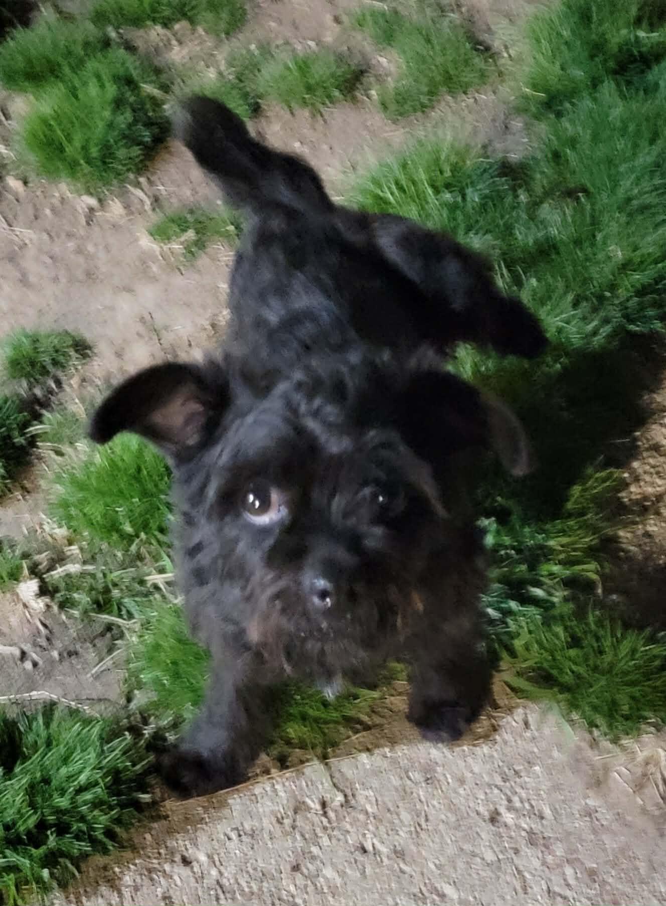 Enlarge Cody, an adoptable Miniature Poodle in Van Alstyne, TX image 3/4