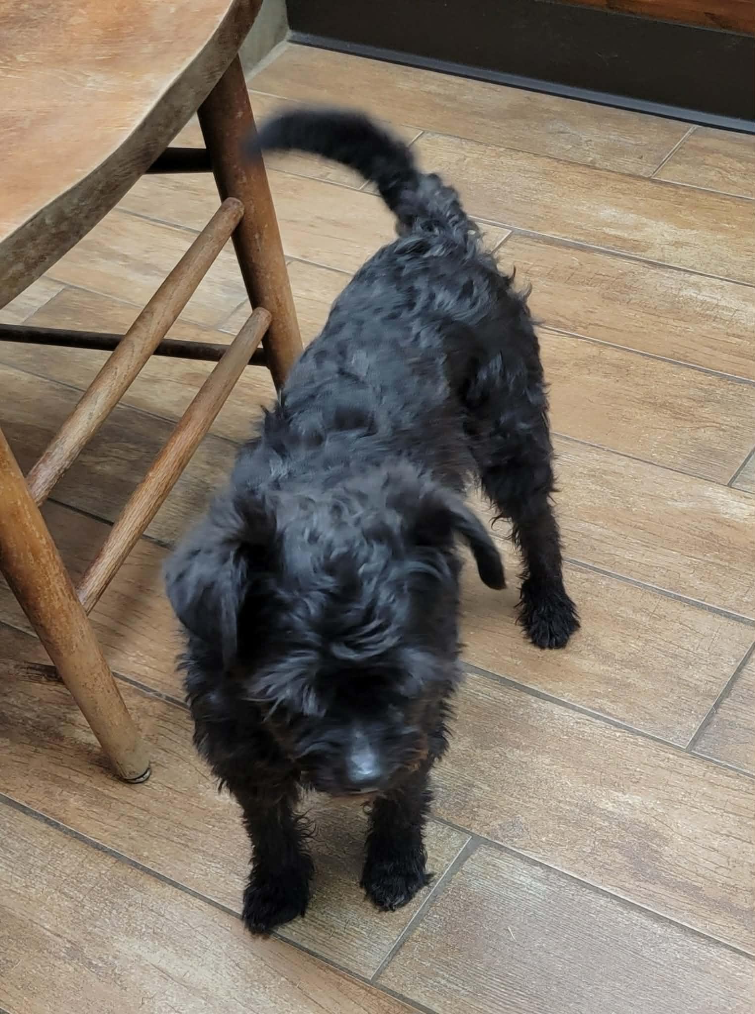 Enlarge Cody, an adoptable Miniature Poodle in Van Alstyne, TX image 4/4
