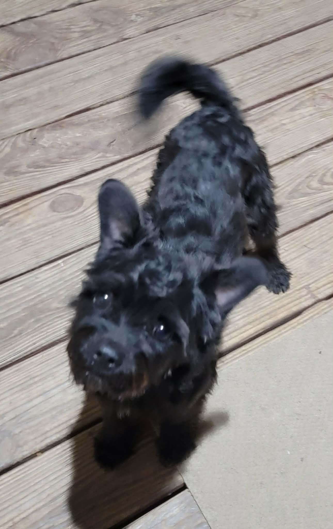 Enlarge Cody, an adoptable Miniature Poodle in Van Alstyne, TX image 2/4