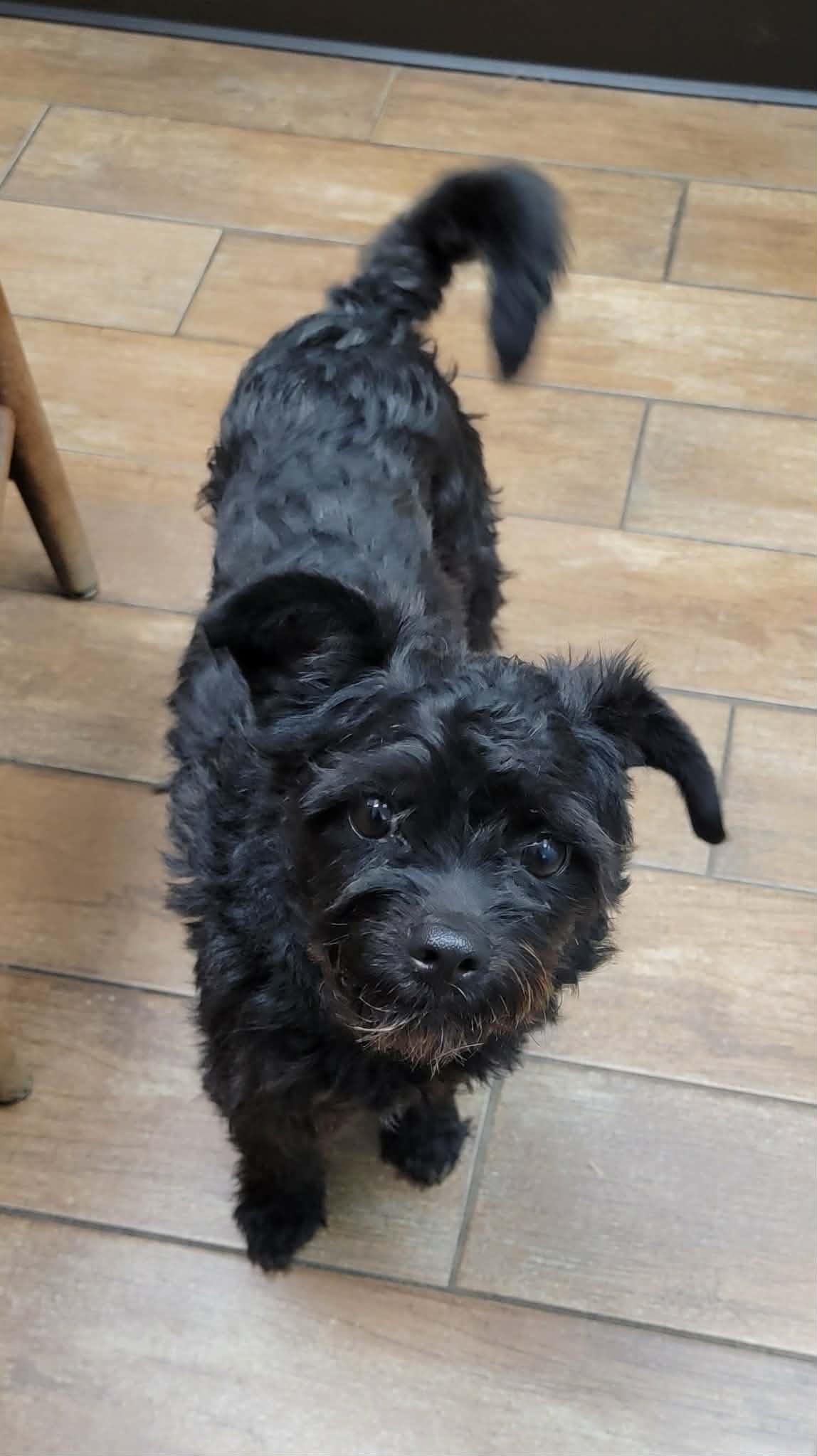 Enlarge Cody, an adoptable Miniature Poodle in Van Alstyne, TX image 1/4