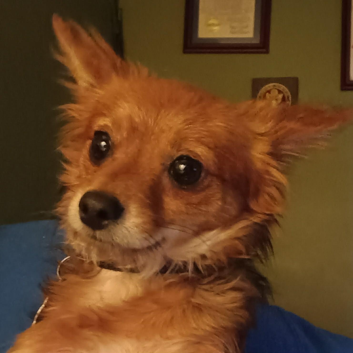 Punkin, a ADOPTABLE Chihuahua in Irvine, KY image 5/6